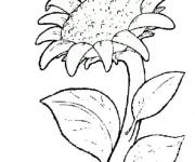 Coloriage Tournesol avec les p&eacute;tales ouvertes