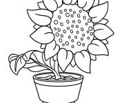 Coloriage Tournesol dans un pot
