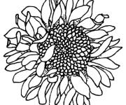 Coloriage Tournesol de l't&eacute;t&eacute;