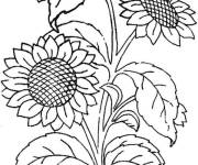 Coloriage Tournesol en jaune