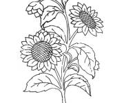 Coloriage Tournesol en ligne