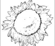 Coloriage Tournesol en noir et blanc
