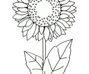 Coloriage Tournesol en vecteur