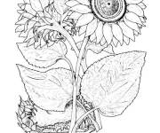 Coloriage Tournesol g&eacute;ante r&eacute;aliste