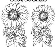 Coloriage Tournesol les plus grandes fleurs