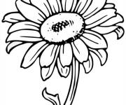 Coloriage Tournesol magnifique