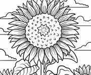 Coloriage Tournesol majestueux