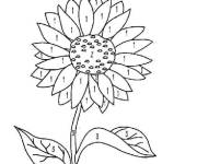 Coloriage Tournesol num&eacute;rot&eacute; facile
