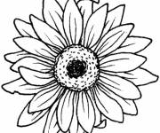Coloriage Tournesol petite section