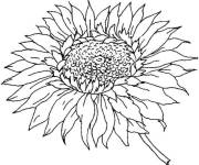 Coloriage Tournesol plante adorable