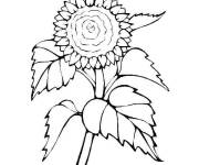 Coloriage Tournesol populaire