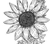 Coloriage Tournesol pour ce1
