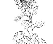 Coloriage Tournesol pour &eacute;colier