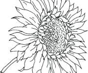 Coloriage Tournesol qui aime le soleil