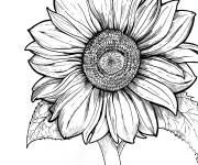 Coloriage Tournesol r&eacute;aliste cp