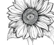 Coloriage Tournesol r&eacute;aliste pour adulte
