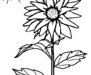 Coloriage Tournesol sous le soleil