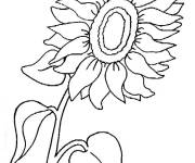 Coloriage et dessins gratuit Tournesol vectoriel à imprimer
