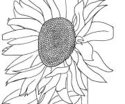 Coloriage Tournesol vue de droit
