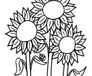 Coloriage Tournesols grosses plantes