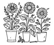 Coloriage Trois plantes de Tournesol dans des pots