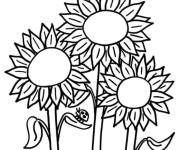 Coloriage Trois plantes Tournesol