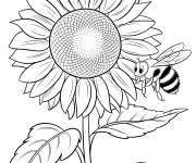 Coloriage Une abeille au-dessus d&rsquo;un tournesol