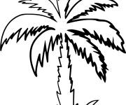 Coloriage palmier tropicale au dattes