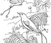 Coloriage Paradisier Tropical