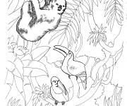 Coloriage et dessins gratuit Paresseux et deux toucans dans la foret tropicale à imprimer
