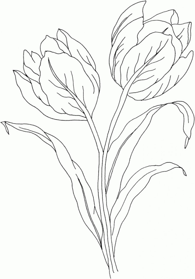 Coloriage et dessins gratuits Décoration de Fleur Tulipe à imprimer