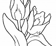 Coloriage Des Fleurs de Tulipes couleur