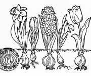 Coloriage Des Tulipes et Des Fleurs