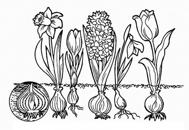 Coloriage et dessins gratuits Des Tulipes et Des Fleurs à imprimer