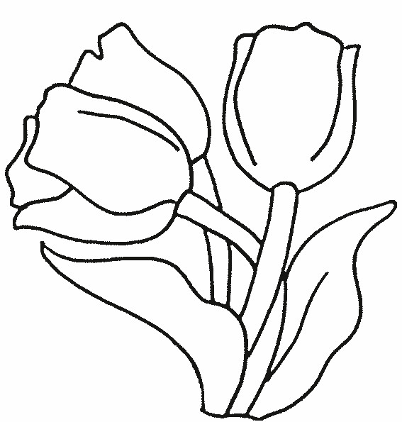 Coloriage Des Tulipes Fleuris Dessin Gratuit A Imprimer