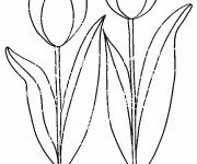 Coloriage Deux Fleurs de Tulipe