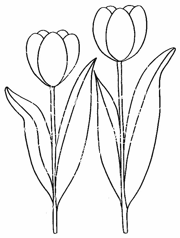 Coloriage et dessins gratuits Deux Fleurs de Tulipe à imprimer