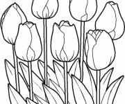 Coloriage Jolies Tulipes vectoriel