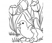 Coloriage La Tulipe et Le Poussin