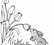 Coloriage Le Lapin et Les Fleurs de Tulipe