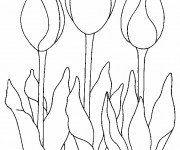 Coloriage Trois Tulipe &agrave; P&eacute;tales Ferm&eacute;es