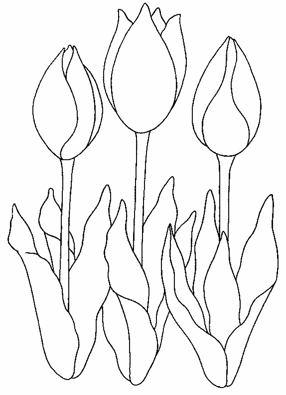 Coloriage et dessins gratuits Trois Tulipe à Pétales Fermées à imprimer