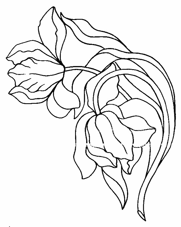 Coloriage et dessins gratuits Tulipe à télécharger à imprimer