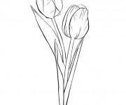 Coloriage Tulipe au Crayon