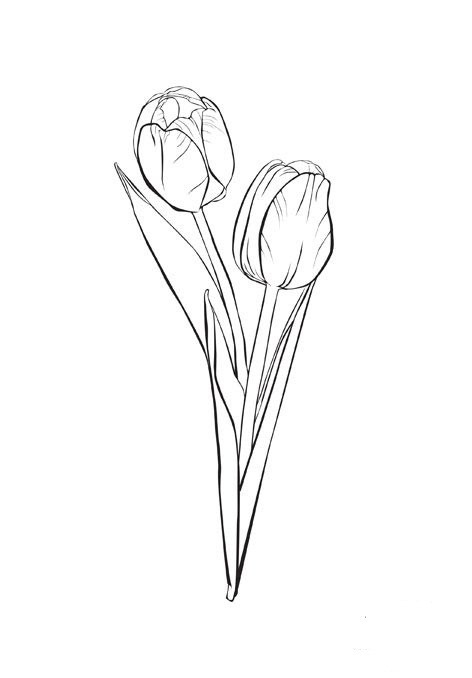 Coloriage et dessins gratuits Tulipe au Crayon à imprimer