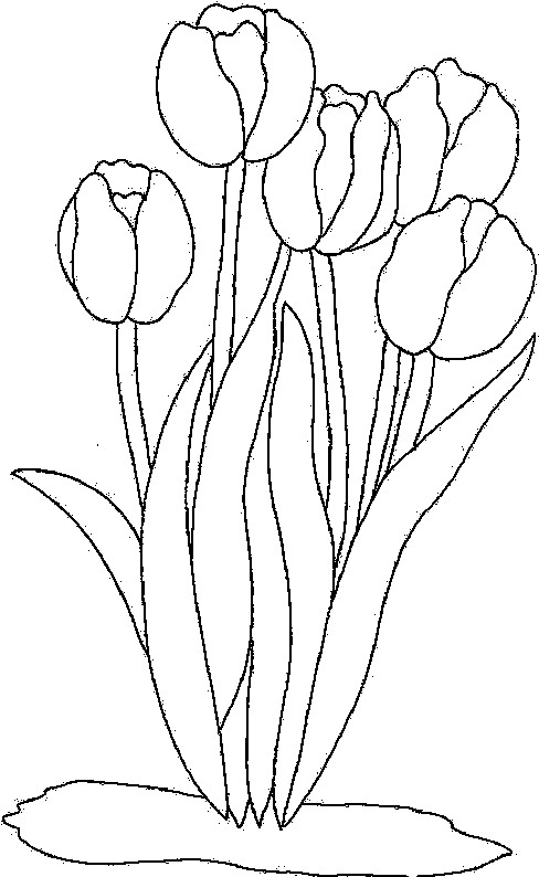 Coloriage et dessins gratuits Tulipe au Jardin à imprimer
