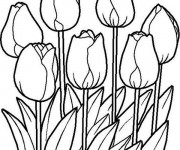 Coloriage Tulipe au Jardin Potager