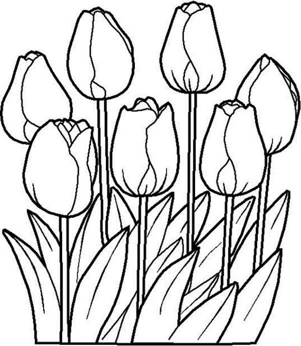 Coloriage et dessins gratuits Tulipe au Jardin Potager à imprimer