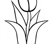 Coloriage Tulipe en noir et blanc