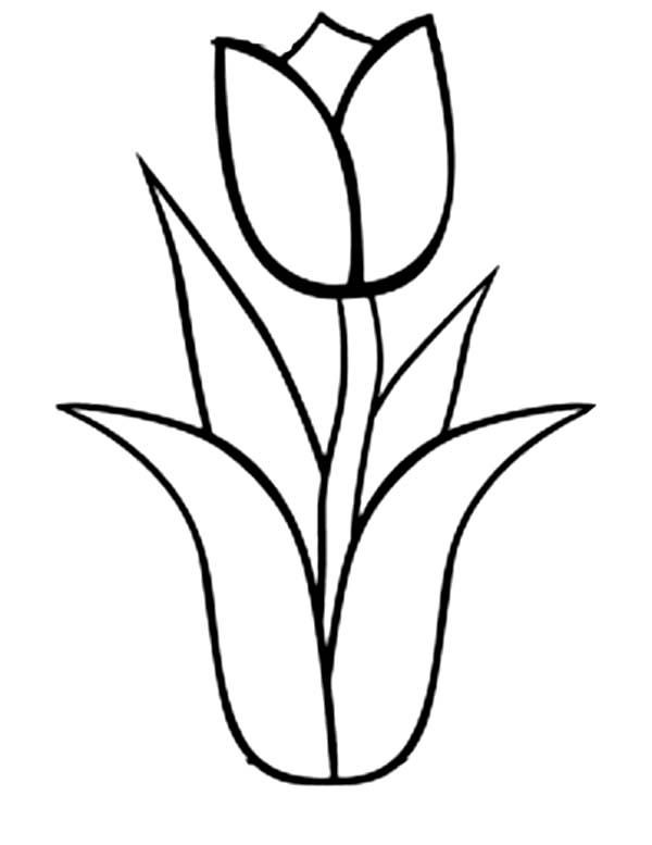 Coloriage et dessins gratuits Tulipe en noir et blanc à imprimer